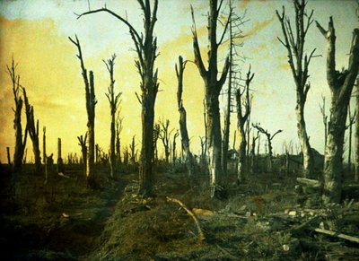 Alberi distrutti durante la battaglia, Chaulnes, Somme, Francia, 1917 da Fernand Cuville